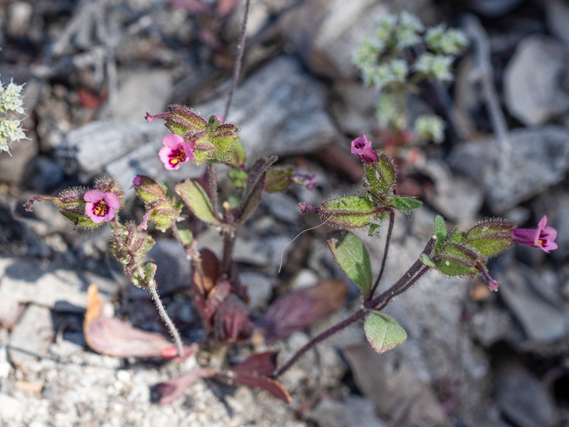 Rattan's Monkeyflower photo 6
