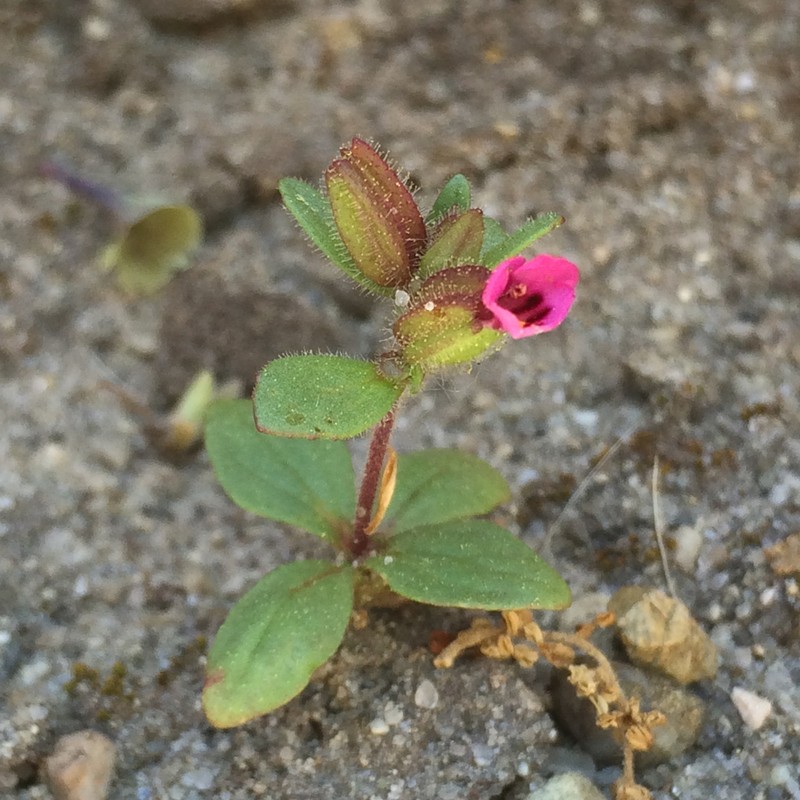 Rattan's Monkeyflower photo 8