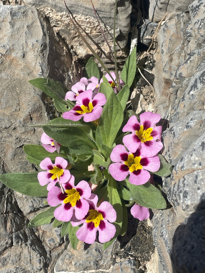 Death Valley Monkeyflower