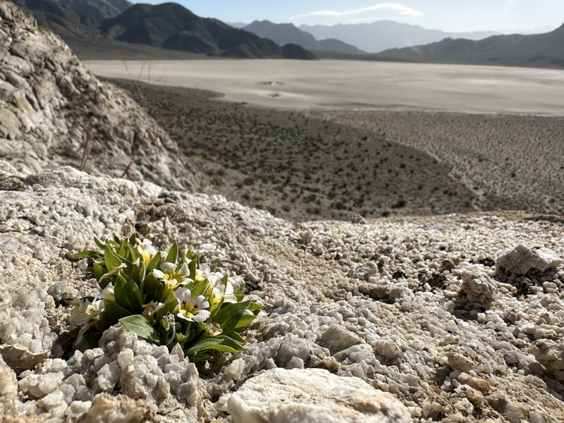 Death Valley Monkeyflower photo 2