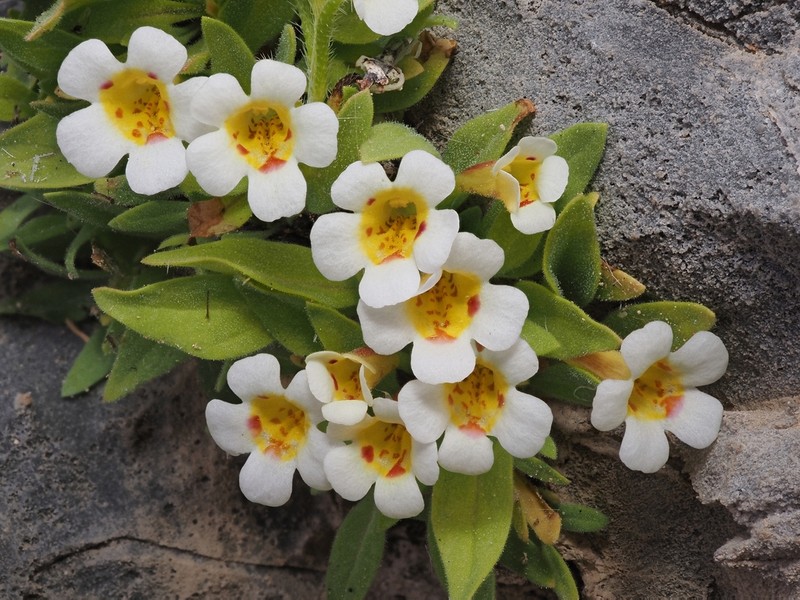 Death Valley Monkeyflower photo 3