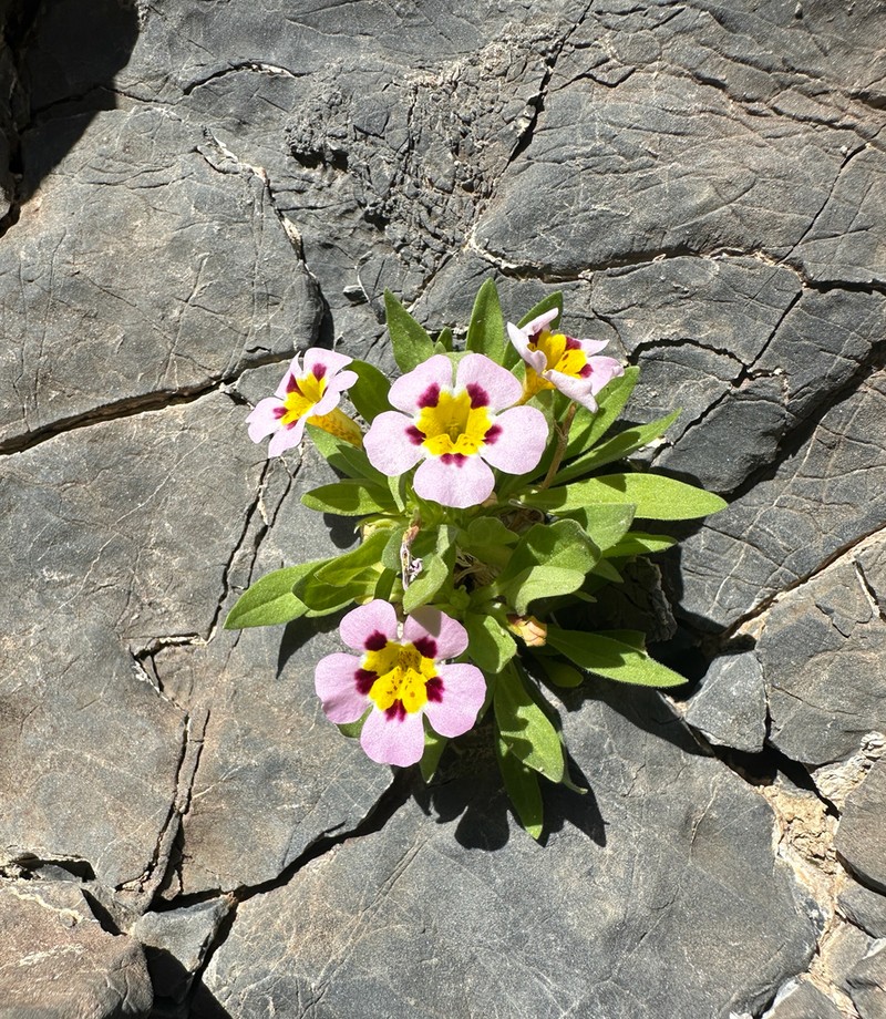 Death Valley Monkeyflower photo 4