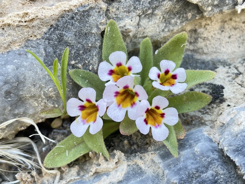 Death Valley Monkeyflower photo 5