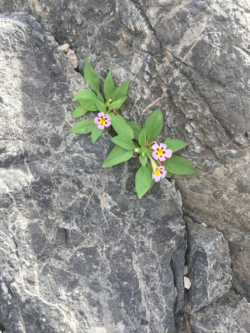 Death Valley Monkeyflower photo 6