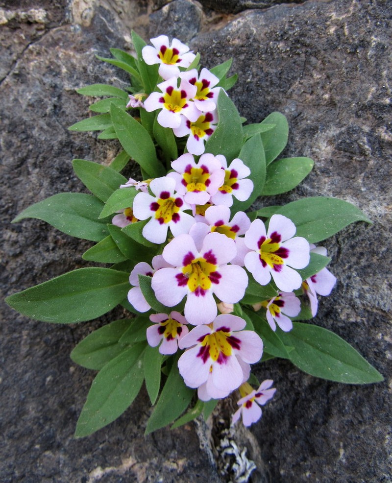 Death Valley Monkeyflower photo 7