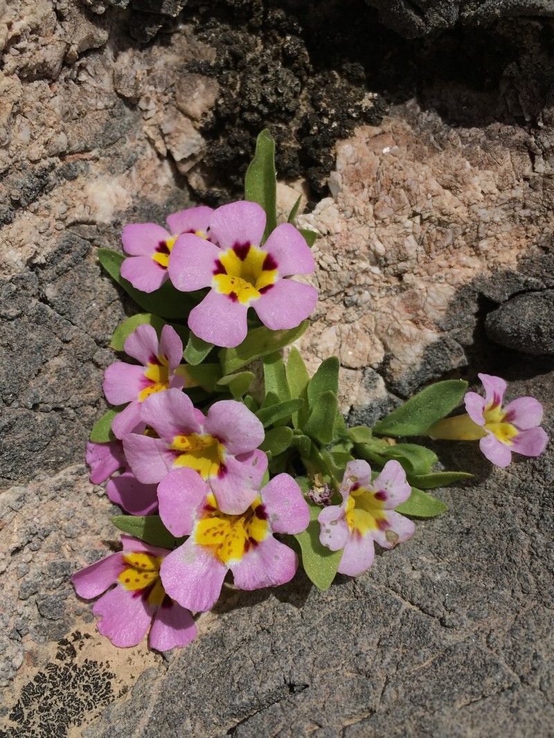 Death Valley Monkeyflower photo 8