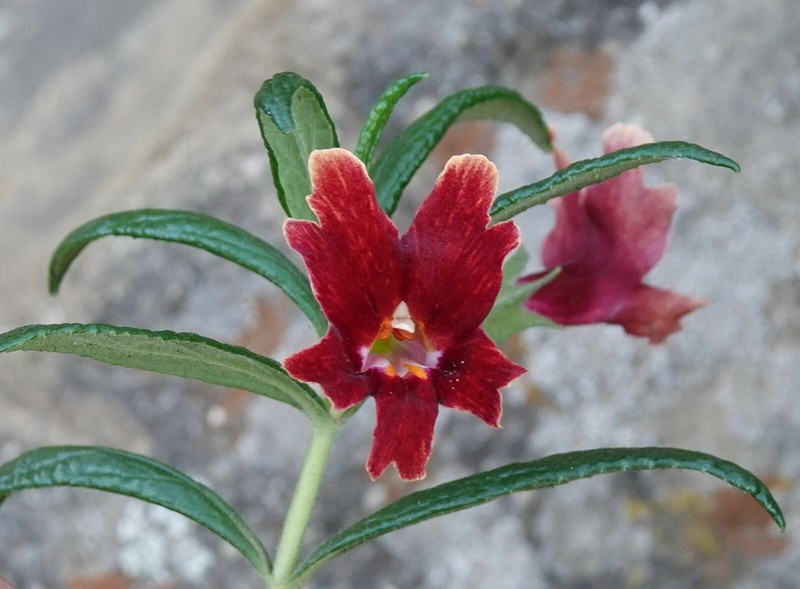 Santa Susana Bush Monkeyflower