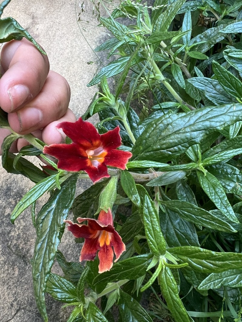 Santa Susana Bush Monkeyflower
