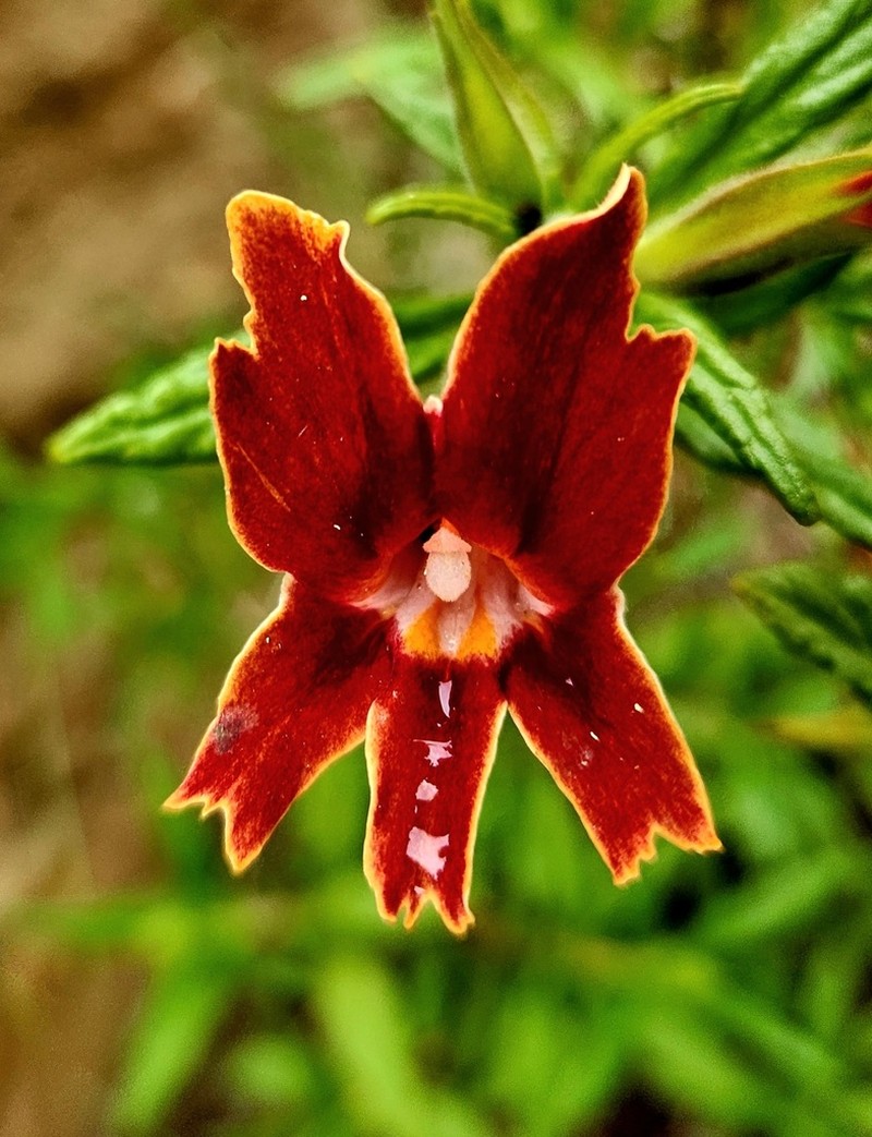 Santa Susana Bush Monkeyflower photo 2