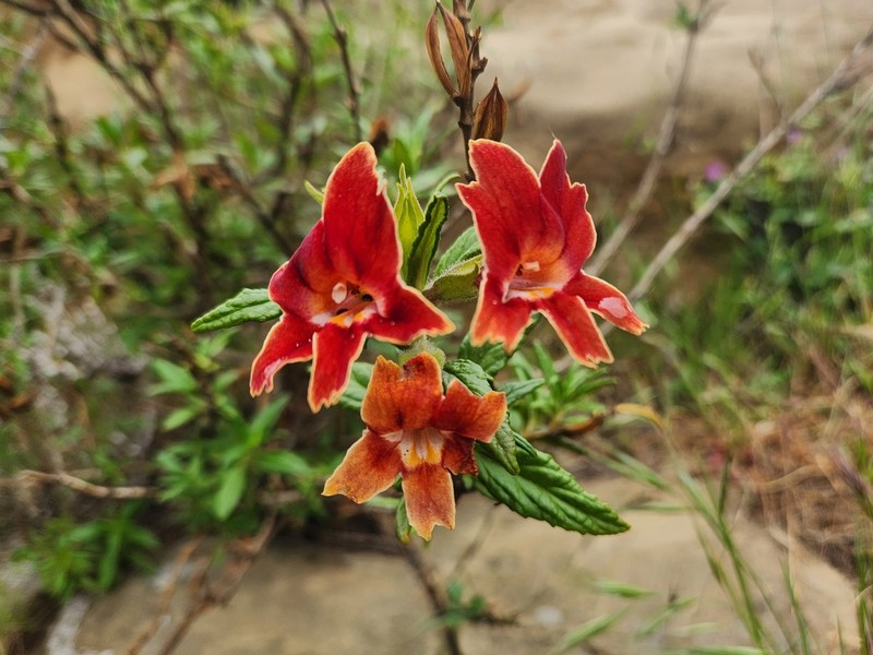 Santa Susana Bush Monkeyflower photo 3