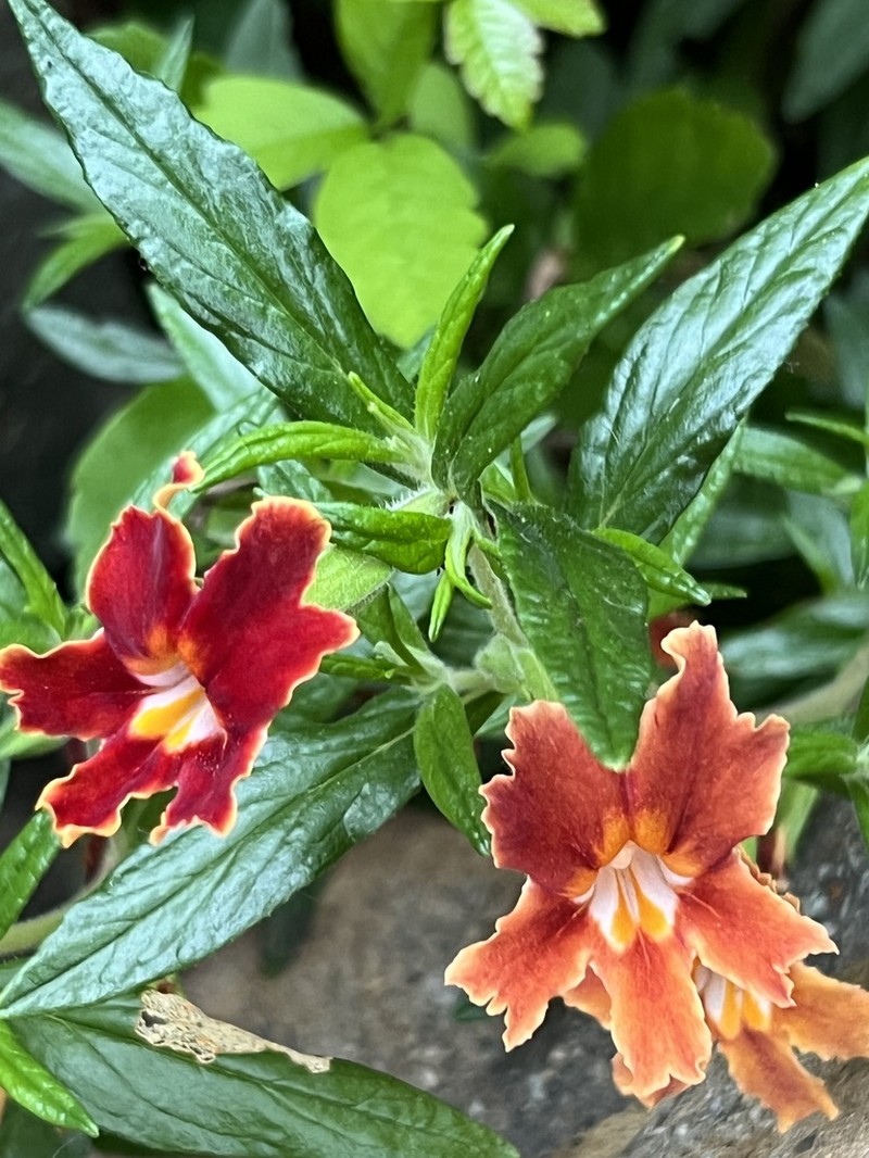 Santa Susana Bush Monkeyflower photo 4
