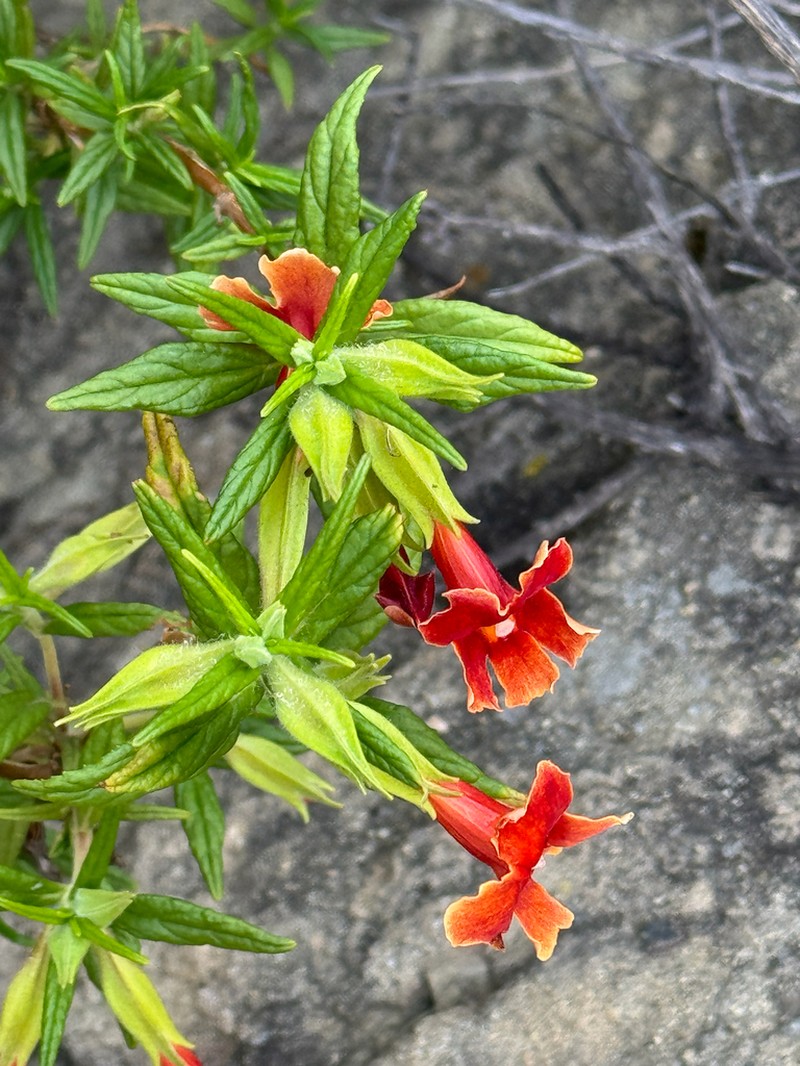 Santa Susana Bush Monkeyflower photo 5
