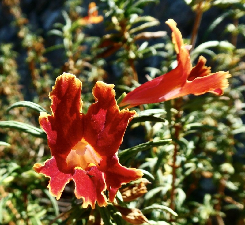 Santa Susana Bush Monkeyflower photo 6