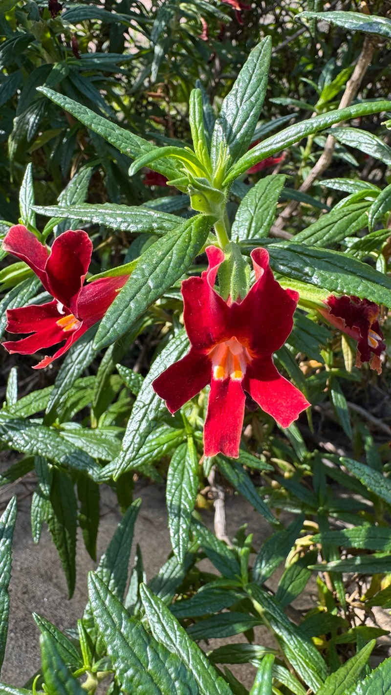 Santa Susana Bush Monkeyflower photo 7