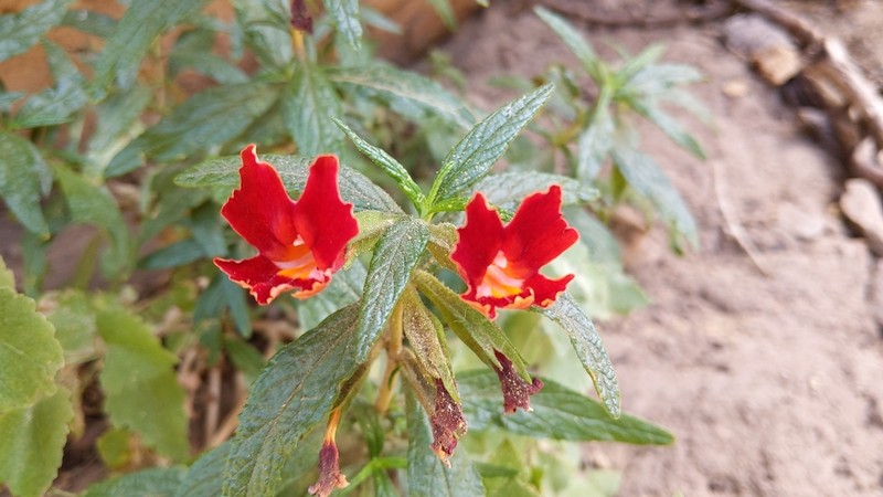 Santa Susana Bush Monkeyflower photo 8