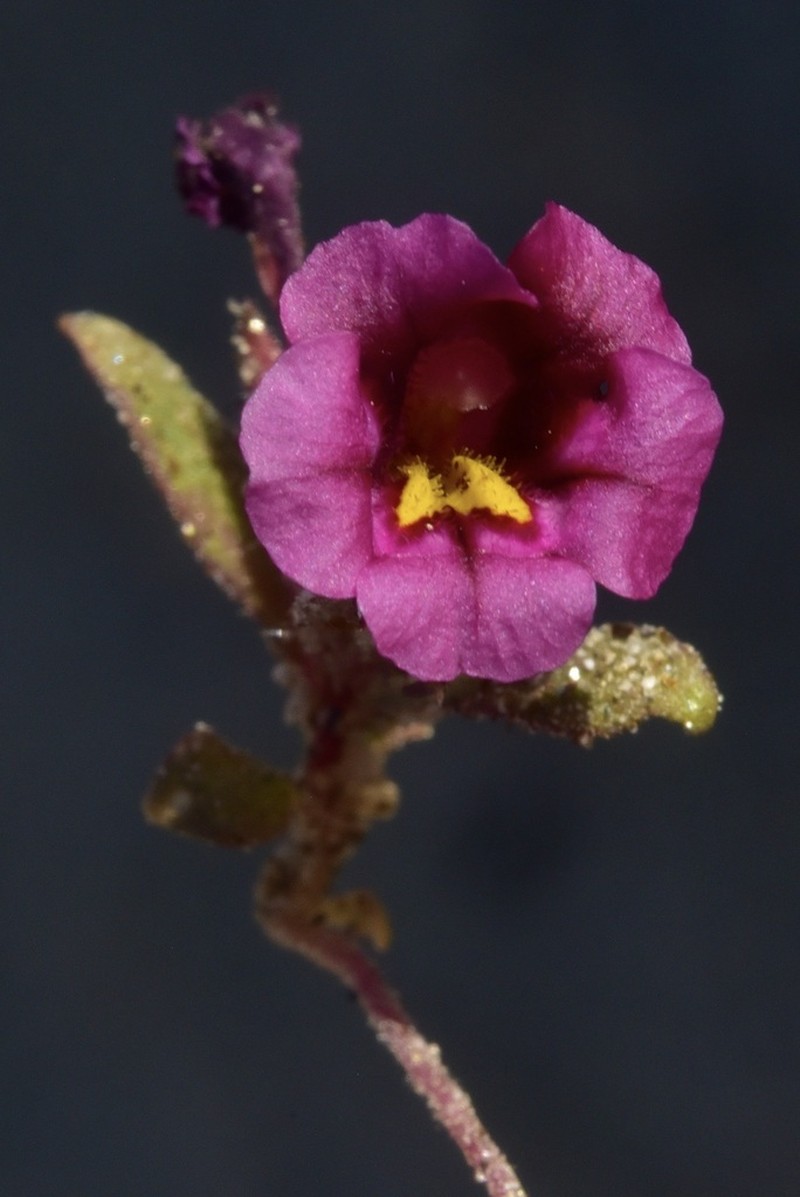 Diplacus thompsonii photo 4