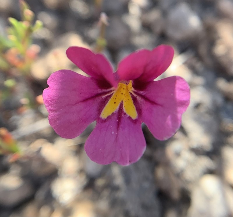 Diplacus thompsonii photo 8