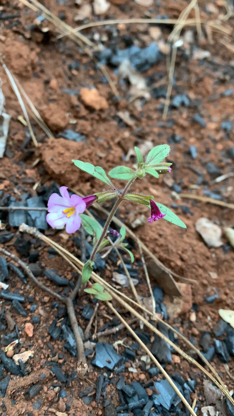 Torrey's Monkeyflower photo 2