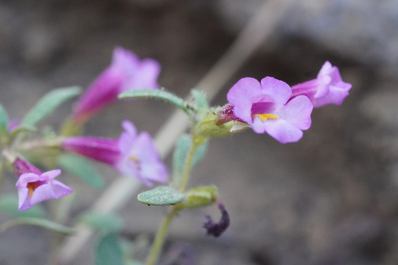 Torrey's Monkeyflower photo 3