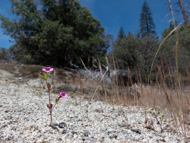 Torrey's Monkeyflower photo 4