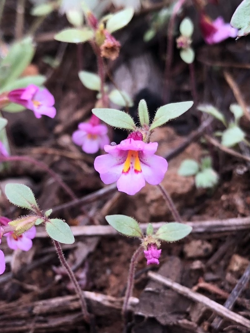 Torrey's Monkeyflower photo 5