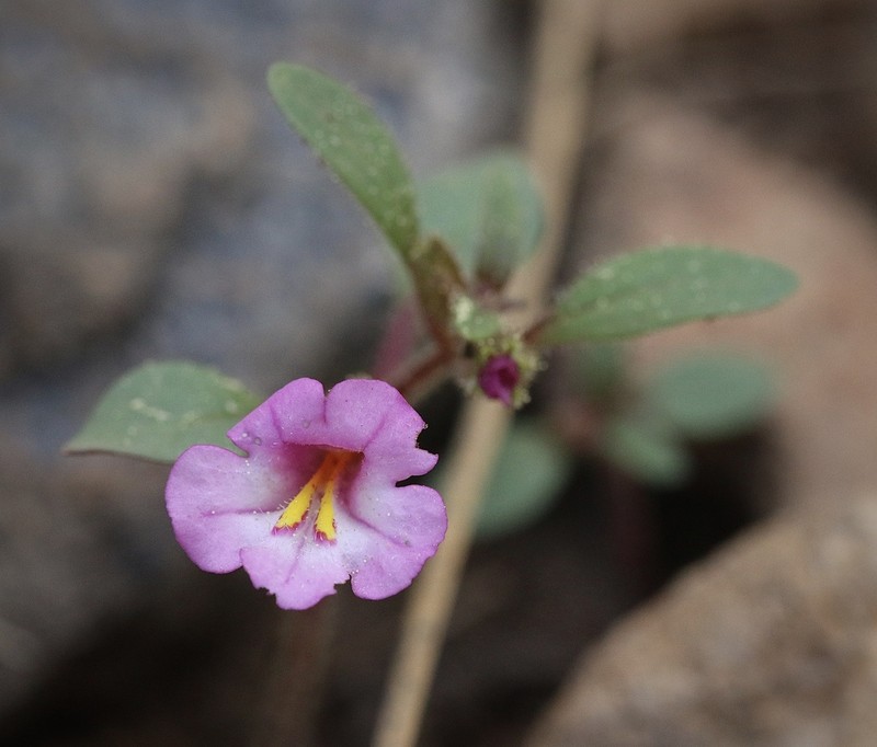 Torrey's Monkeyflower photo 6