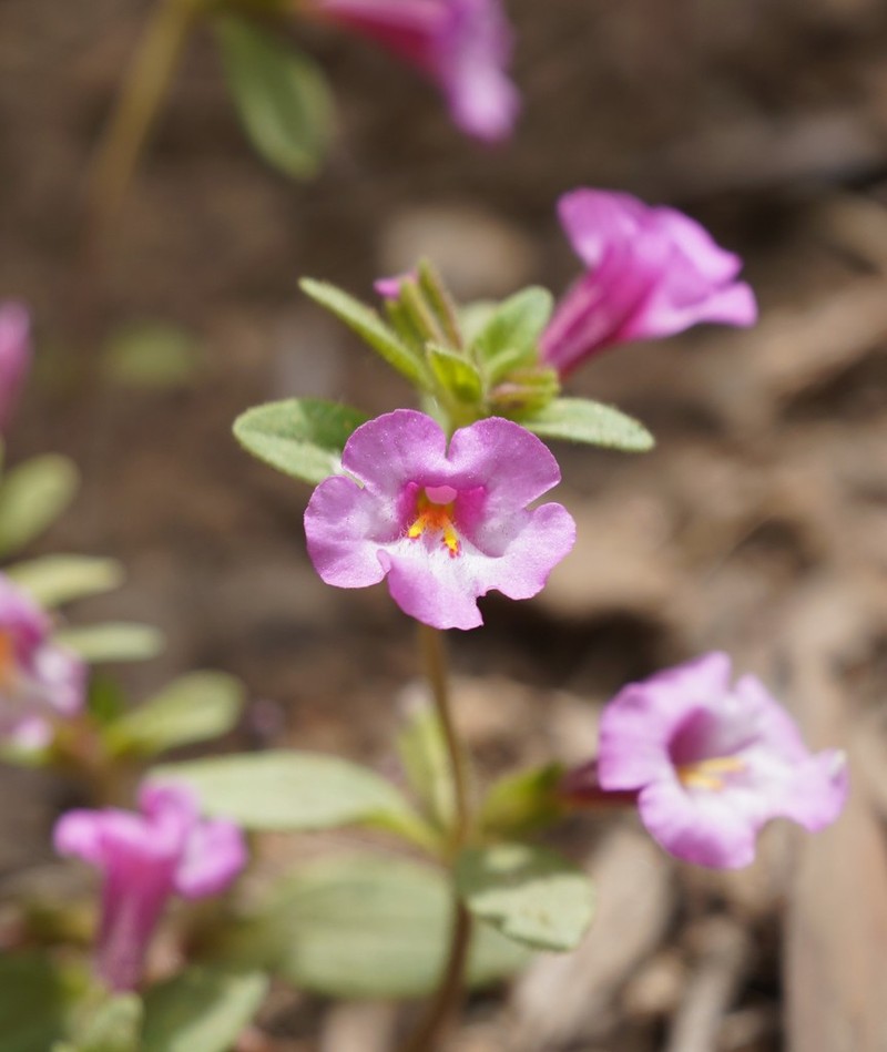 Torrey's Monkeyflower photo 7