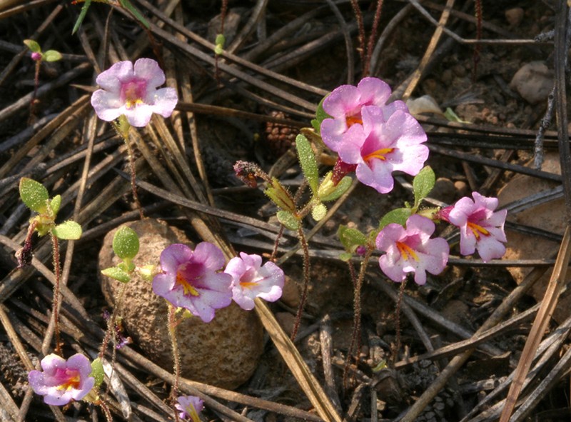 Torrey's Monkeyflower photo 8