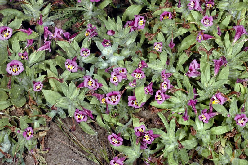 Tricolor Monkeyflower photo 2