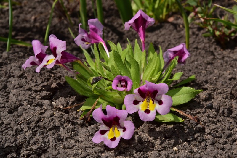 Tricolor Monkeyflower photo 3
