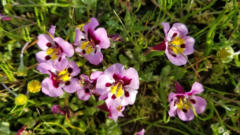 Tricolor Monkeyflower photo 4