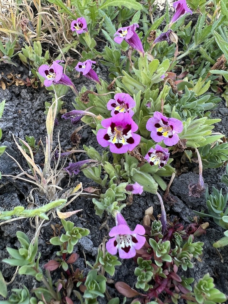 Tricolor Monkeyflower photo 5
