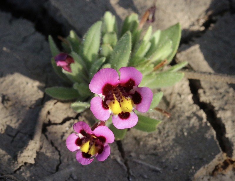 Tricolor Monkeyflower photo 6