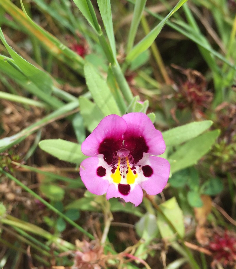 Tricolor Monkeyflower photo 7