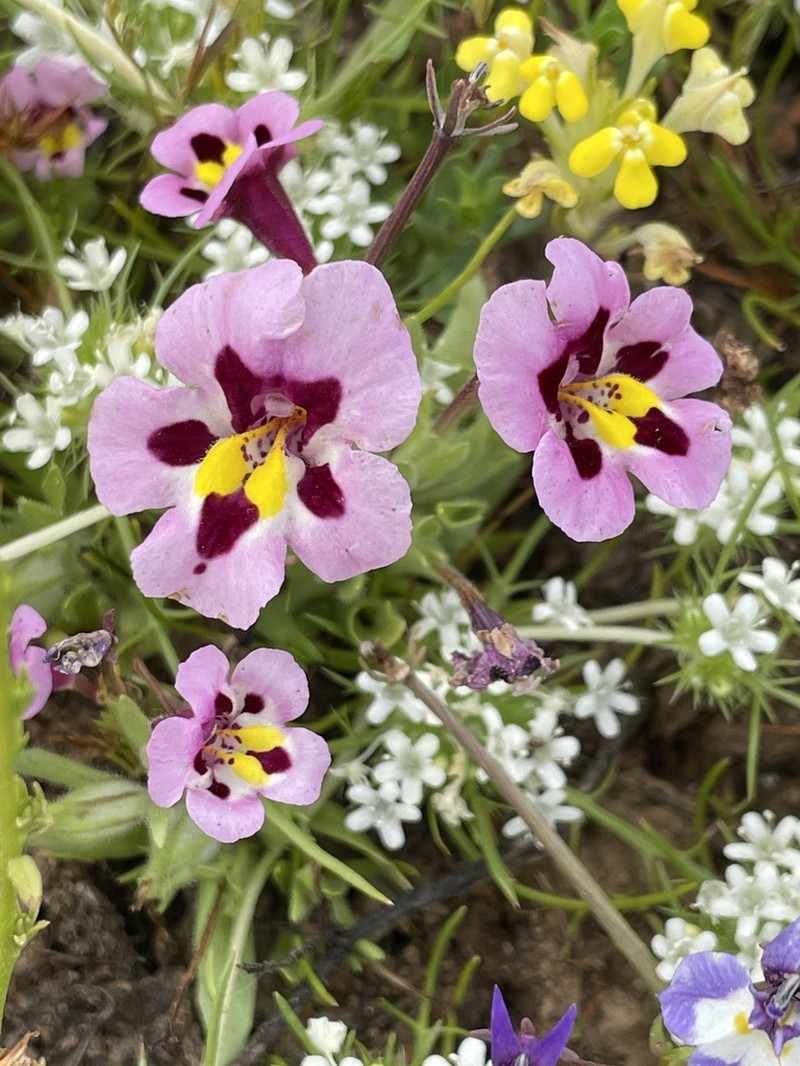 Tricolor Monkeyflower photo 8