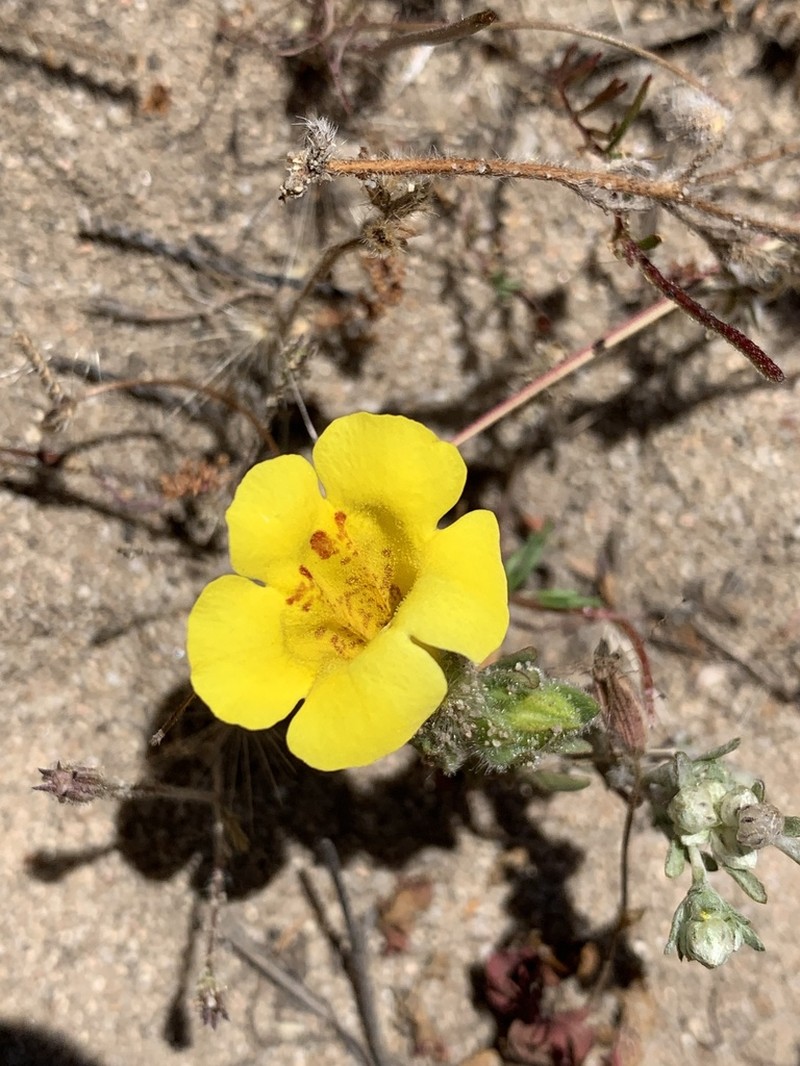 Diplacus vandenbergensis