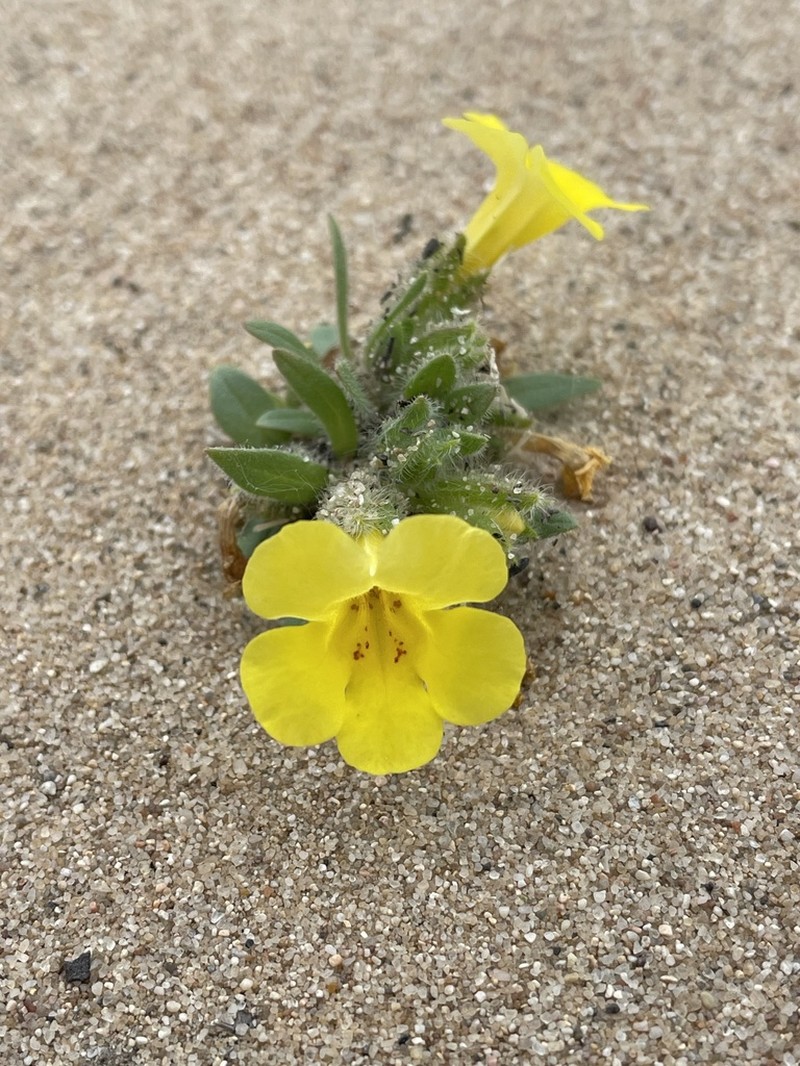 Diplacus vandenbergensis photo 2