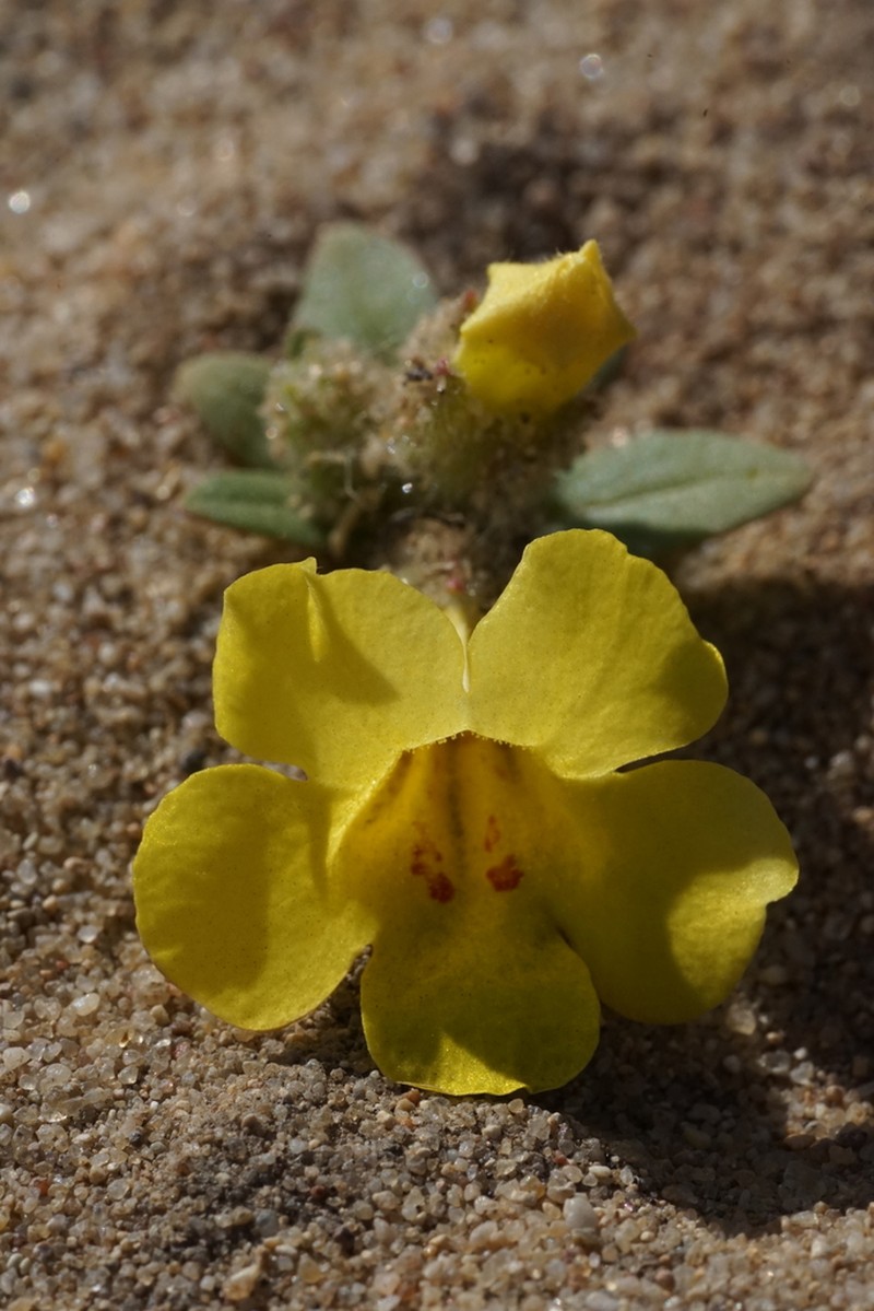 Diplacus vandenbergensis photo 4