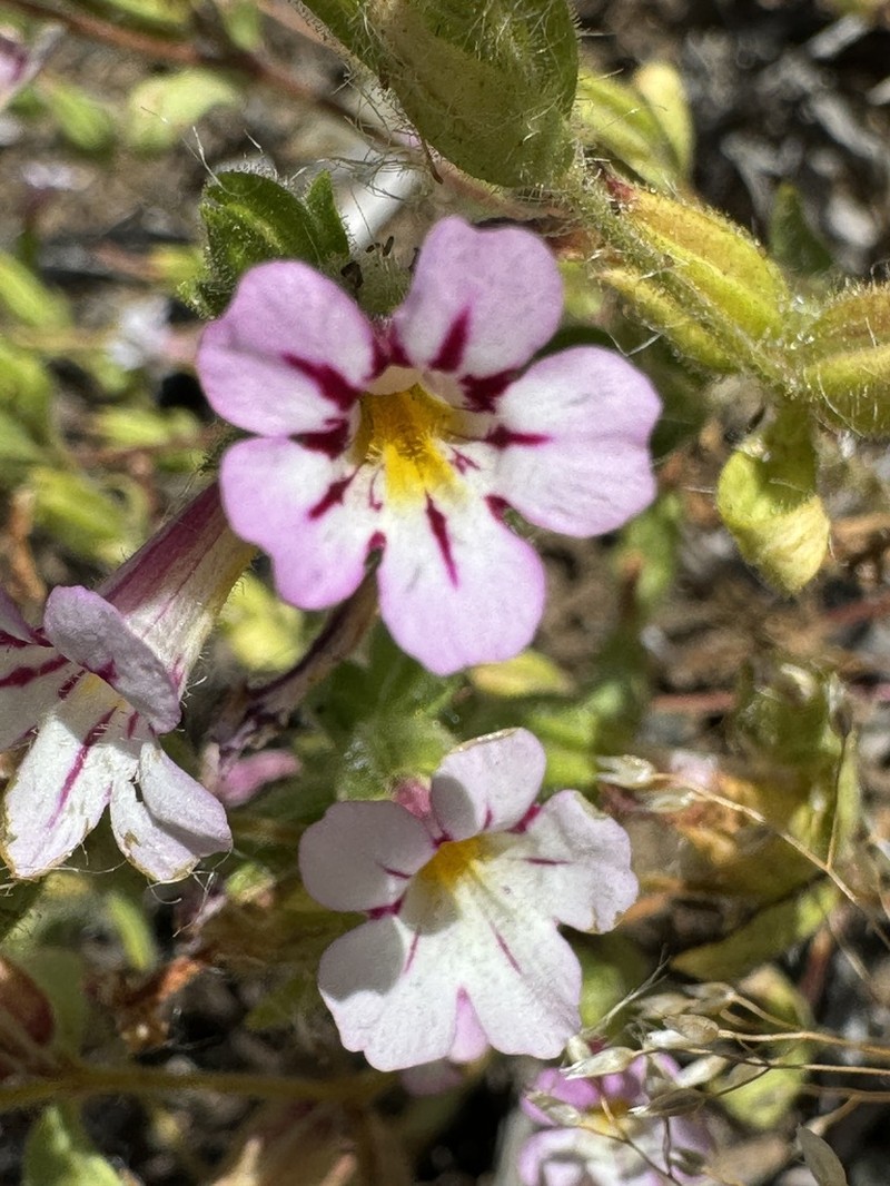 Sticky Monkeyflower