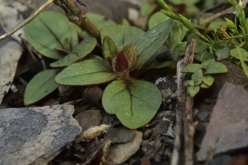 Sticky Monkeyflower photo 2