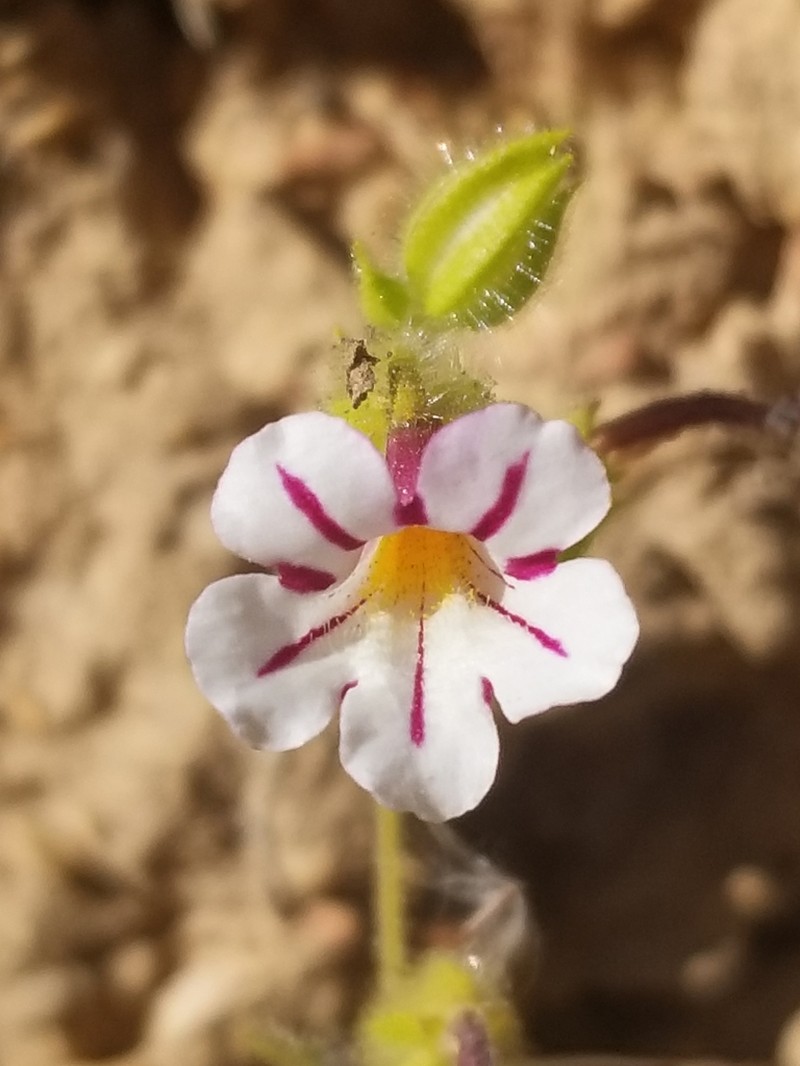 Sticky Monkeyflower photo 3