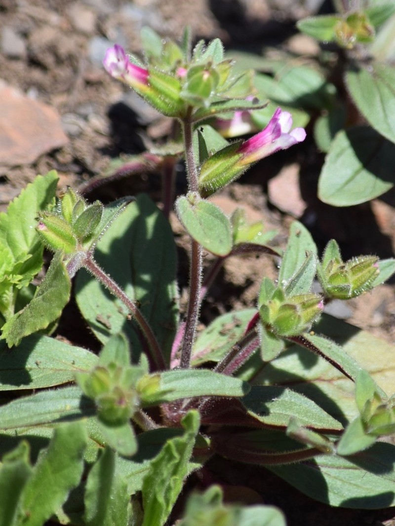 Sticky Monkeyflower photo 4