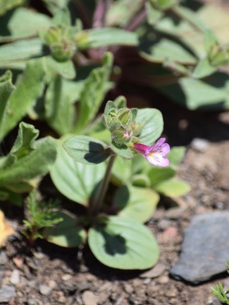 Sticky Monkeyflower photo 5