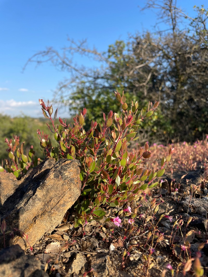 Sticky Monkeyflower photo 7