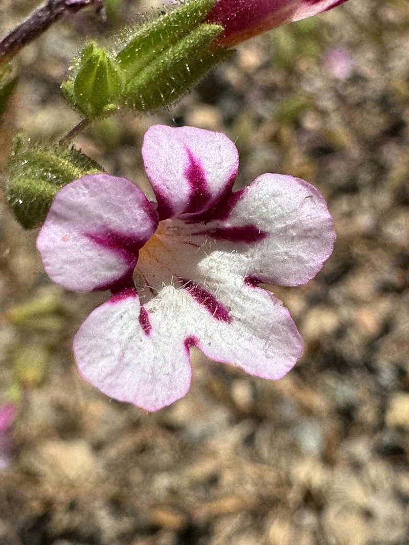 Sticky Monkeyflower photo 8
