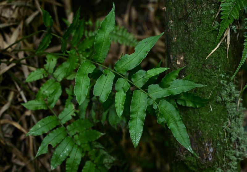 Diplaziopsis cavaleriana