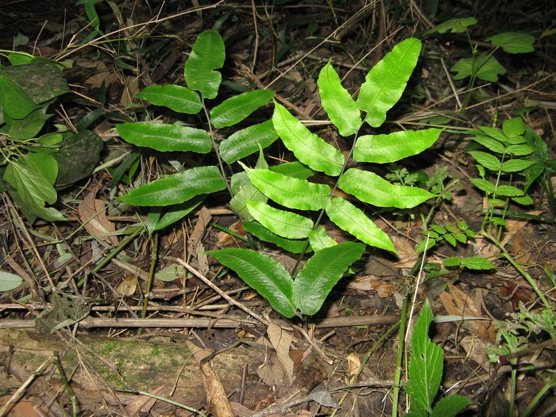 Diplaziopsis cavaleriana photo 2