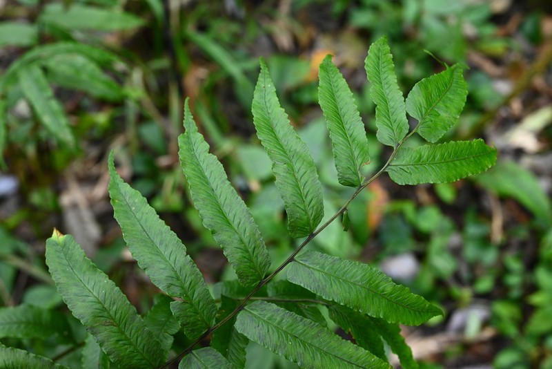 Diplaziopsis cavaleriana photo 3