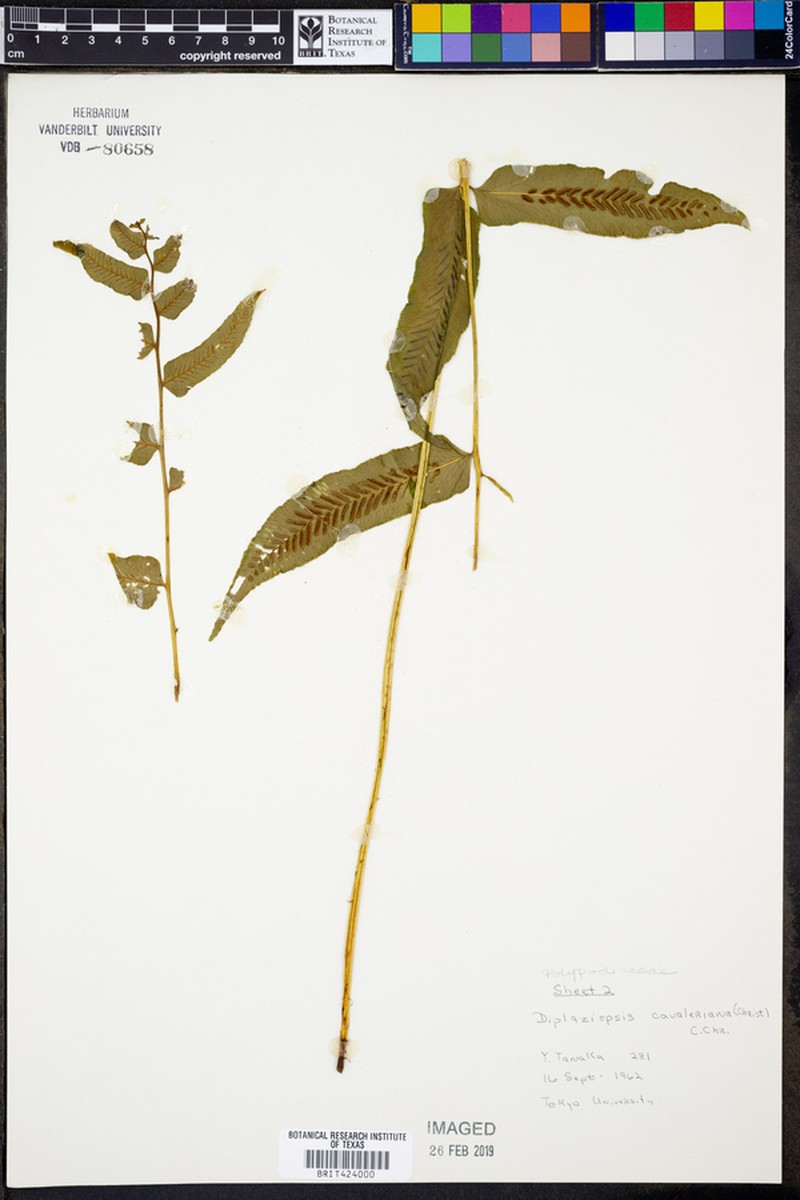 Diplaziopsis cavaleriana photo 5