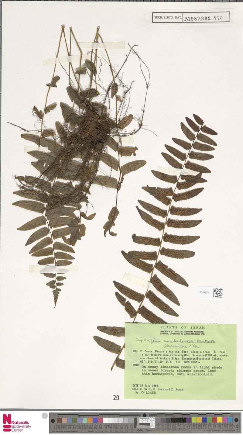Diplaziopsis flavoviridis